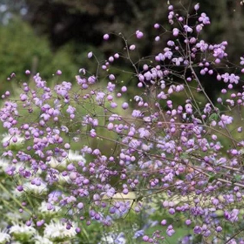 Thalictrum 'Ankum' - Ängelhein 'Ankum'